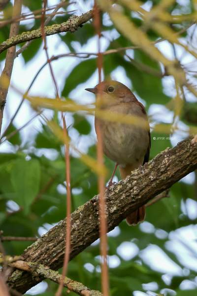 BR8A0900-Nachtegaal-Common-Nightingale-Nachtigall-Rossignol-Philomele-Ruisenor-Comun_1