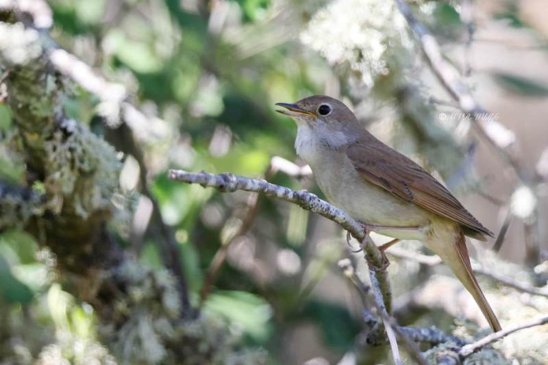 BR8A9572-Nachtegaal-Common-Nightingale-Nachtigall-Rossignol-Philomele-Ruisenor-Comun_1