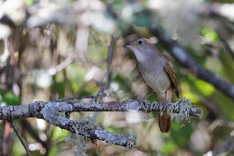 BR8A9576-Nachtegaal-Common-Nightingale-Nachtigall-Rossignol-Philomele-Ruisenor-Comun_1