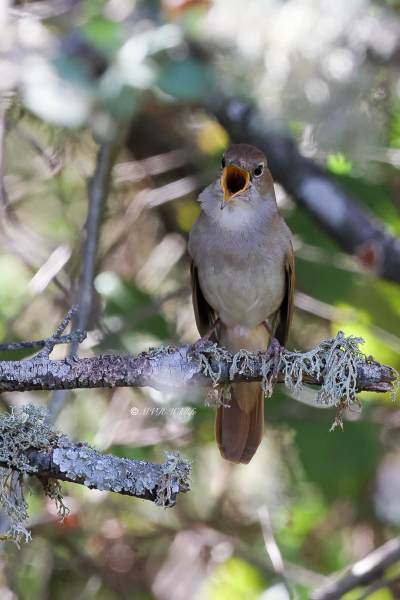 BR8A9592-Nachtegaal-Common-Nightingale-Nachtigall-Rossignol-Philomele-Ruisenor-Comun_1