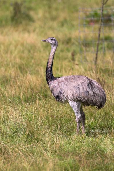BR8A6267-Nandoe-Rhea-americana-Greater-rhea-Nandu-Nandou-dAmerique-Rhea-americana_1
