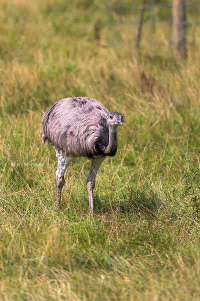 BR8A6275-Nandoe-Rhea-americana-Greater-rhea-Nandu-Nandou-dAmerique-Rhea-americana_1