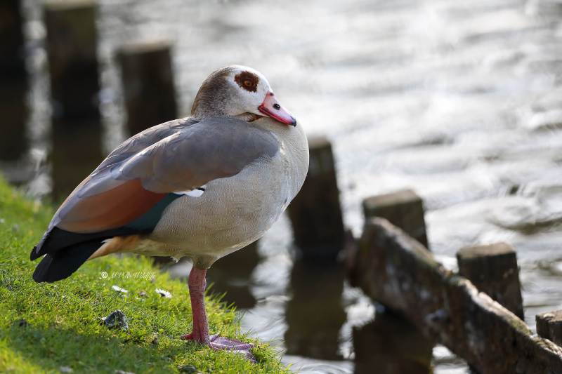 B65A8225-Nijlgans-Egyptian-Goose-Nilgans-Oie-dEgypte-Oca-de-Egipto_1