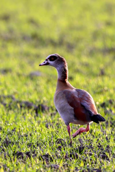 BR8A1744-Nijlgans-Egyptian-Goose-Nilgans-Oie-dEgypte-Oca-de-Egipto_1