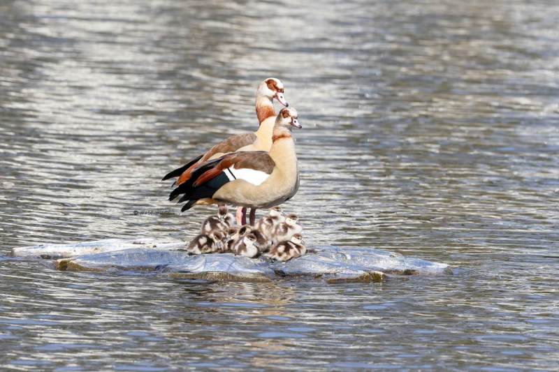 BR8A4020-Nijlgans-Egyptian-Goose-Nilgans-Oie-dEgypte-Oca-de-Egipto_1