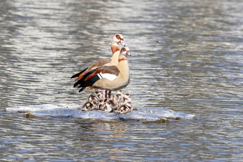 BR8A4020-Nijlgans-Egyptian-Goose-Nilgans-Oie-dEgypte-Oca-de-Egipto_1