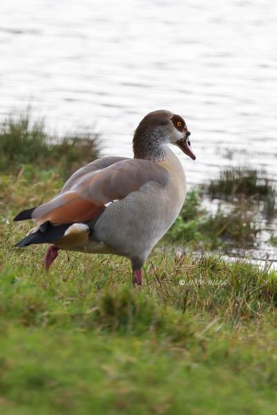 BR8A7687-Nijlgans-Egyptian-Goose-Nilgans-Oie-dEgypte-Oca-de-Egipto_1