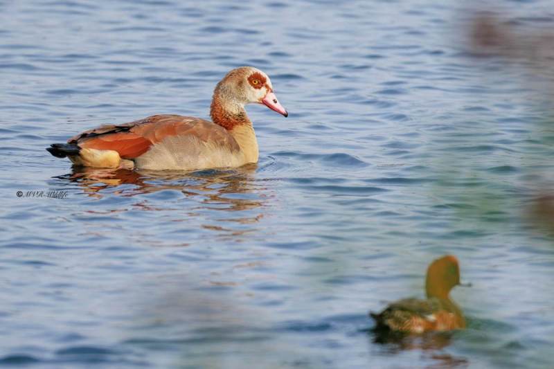 BR8A8584-Nijlgans-Egyptian-Goose-Nilgans-Oie-dEgypte-Oca-de-Egipto_1