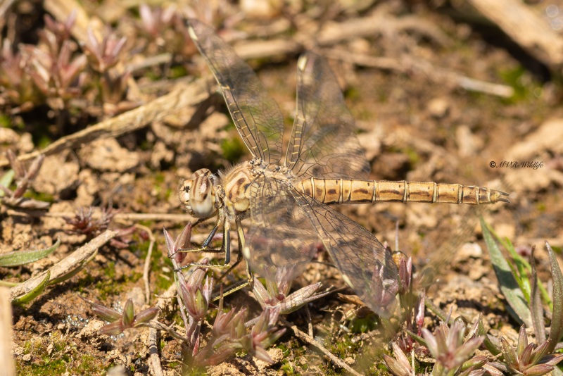 5X8A1912-Noordelijke-bandgrondlibel-Brachythemis-impartita-Northern-Banded-Groundling-Treuer-Kurzpfeil