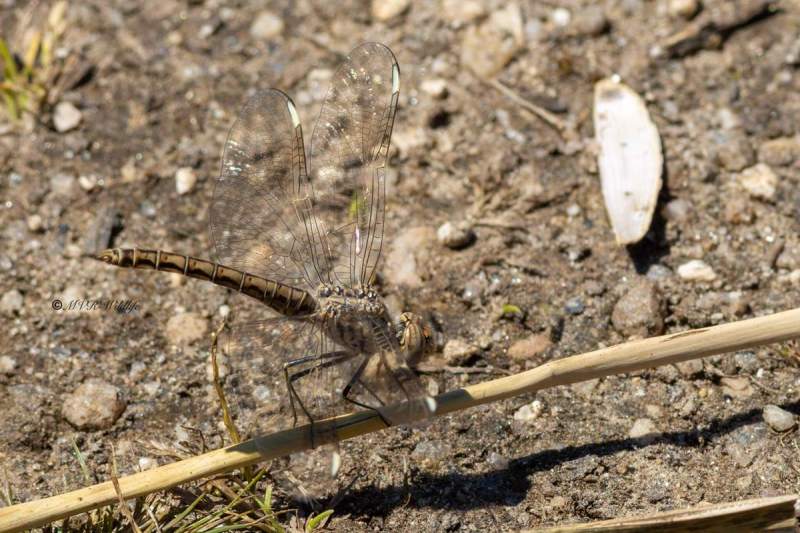 5X8A2172-Noordelijke-bandgrondlibel-Brachythemis-impartita-Northern-Banded-Groundling-Treuer-Kurzpfeil_1
