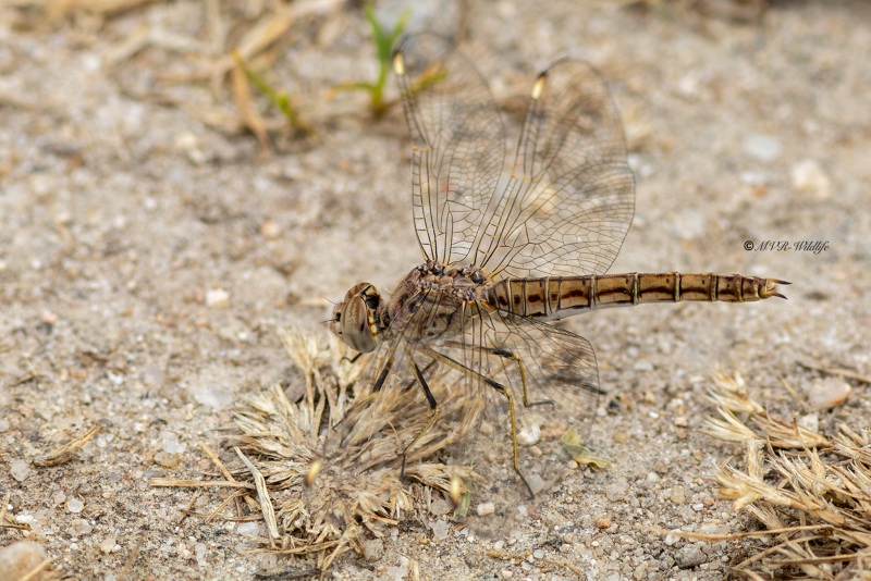 5X8A2689-Noordelijke-bandgrondlibel-Brachythemis-impartita-Northern-Banded-Groundling-Treuer-Kurzpfeil