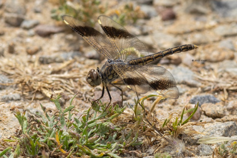 5X8A2759-Noordelijke-bandgrondlibel-Brachythemis-impartita-Northern-Banded-Groundling-Treuer-Kurzpfeil