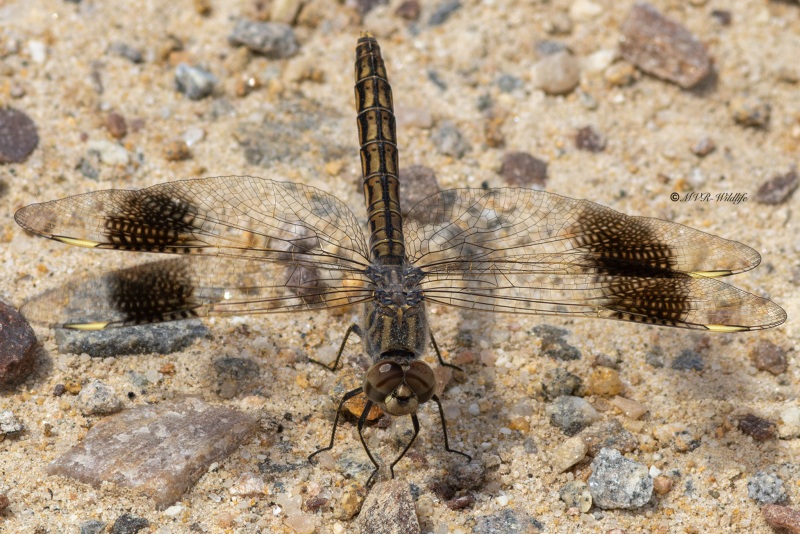 5X8A2784-Noordelijke-bandgrondlibel-Brachythemis-impartita-Northern-Banded-Groundling-Treuer-Kurzpfeil