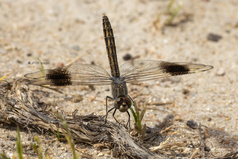 5X8A2812-Noordelijke-bandgrondlibel-Brachythemis-impartita-Northern-Banded-Groundling-Treuer-Kurzpfeil