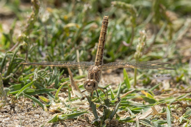 5X8A2862-Noordelijke-bandgrondlibel-Brachythemis-impartita-Northern-Banded-Groundling-Treuer-Kurzpfeil