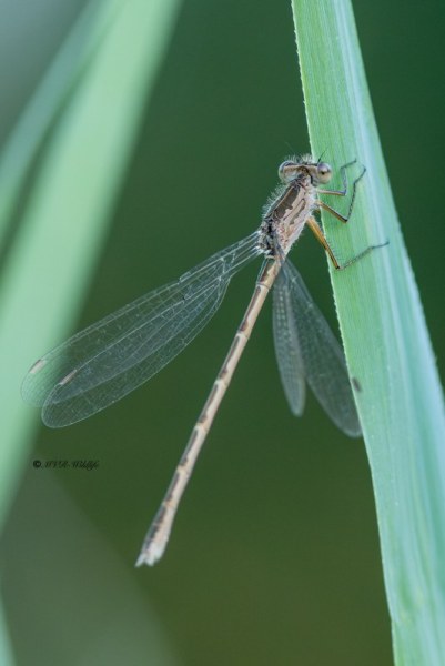 5X8A8713-Noordse-winterjuffer-Sympecma-paedisca-Siberian-Winter-Damsel-Sibirische-Winterlibelle-Brunette-siberienne_1