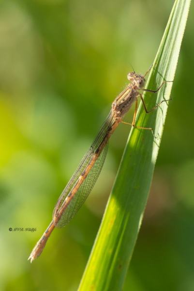 5X8A8841-Noordse-winterjuffer-Sympecma-paedisca-Siberian-Winter-Damsel-Sibirische-Winterlibelle-Brunette-siberienne_1