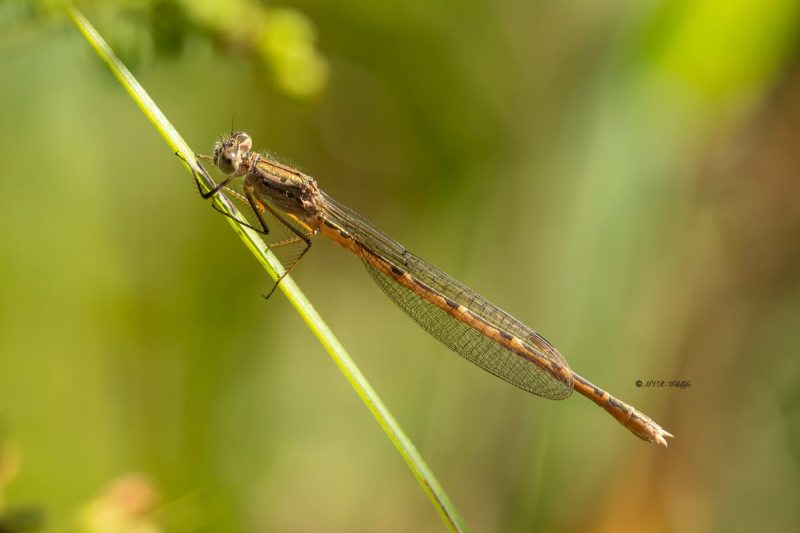 5X8A8854-Noordse-winterjuffer-Sympecma-paedisca-Siberian-Winter-Damsel-Sibirische-Winterlibelle-Brunette-siberienne_1