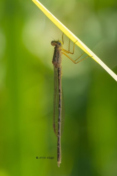5X8A8921-Noordse-winterjuffer-Sympecma-paedisca-Siberian-Winter-Damsel-Sibirische-Winterlibelle-Brunette-siberienne_1