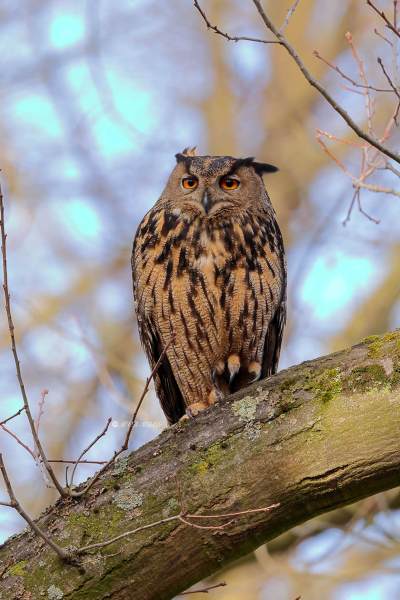 BR8A5651-Oehoe-Eurasian-Eagle-Owl-Uhu-Grand-duc-dEurope-Buho-real_1
