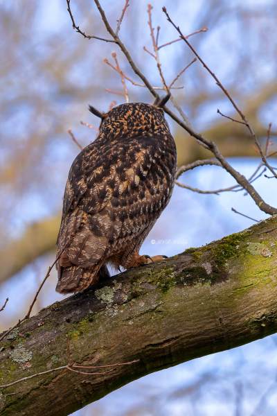 BR8A5695-Oehoe-Eurasian-Eagle-Owl-Uhu-Grand-duc-dEurope-Buho-real_1
