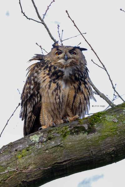 BR8A5805-Oehoe-Eurasian-Eagle-Owl-Uhu-Grand-duc-dEurope-Buho-real_1