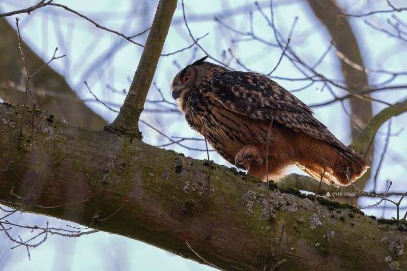 BR8A5946-Oehoe-Eurasian-Eagle-Owl-Uhu-Grand-duc-dEurope-Buho-real_1