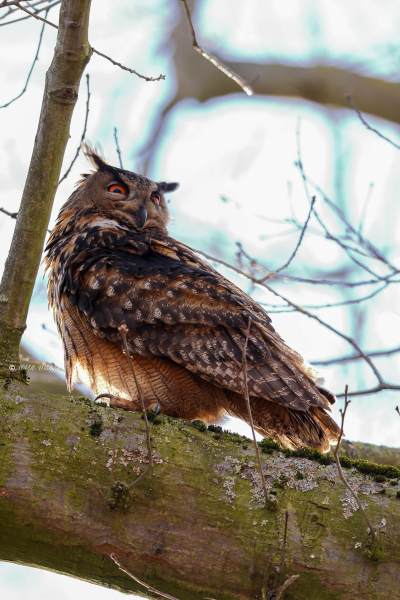 BR8A5949-Oehoe-Eurasian-Eagle-Owl-Uhu-Grand-duc-dEurope-Buho-real_1