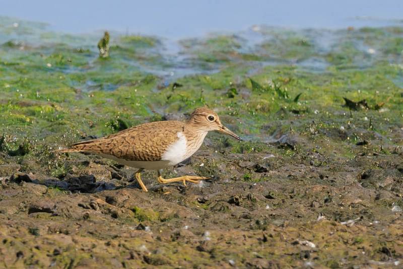BR8A0760-Oeverloper-Common-Sandpiper-Flussuferlaufer-Chevalier-guignette-Andarrios-chico_1