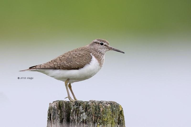 BR8A5478-Oeverloper-Common-Sandpiper-Flussuferlaufer-Chevalier-guignette-Andarrios-chico_1