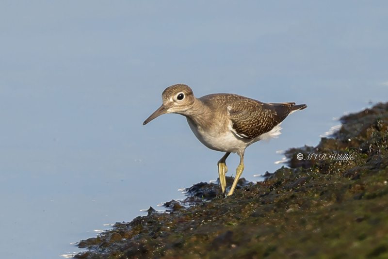 BR8A6805-Oeverloper-Common-Sandpiper-Flussuferlaufer-Chevalier-guignette-Andarrios-chico_1