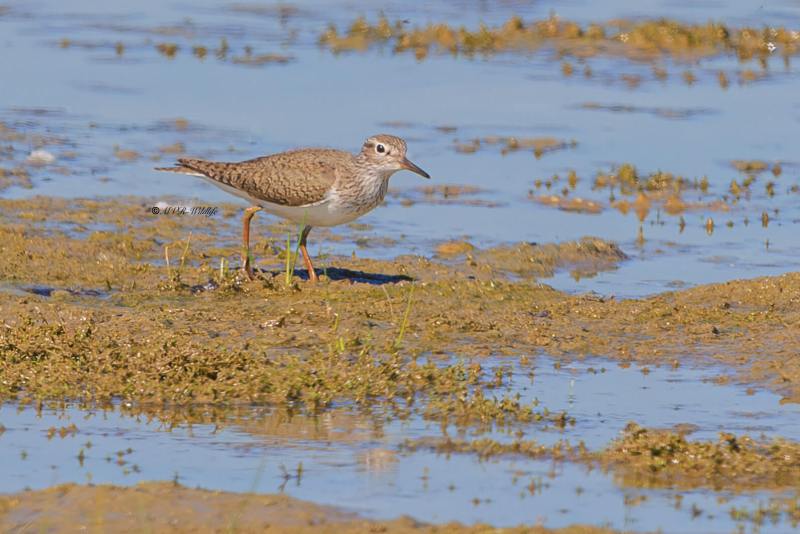 BR8A7774-Oeverloper-Common-Sandpiper-Flussuferlaufer-Chevalier-guignette-Andarrios-chico_1