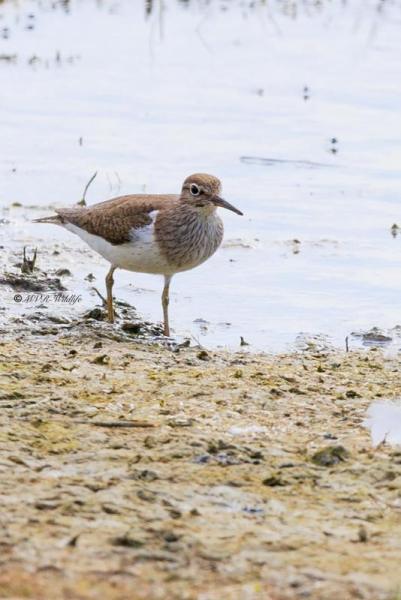 BR8A9170-Oeverloper-Common-Sandpiper-Flussuferlaufer-Chier-guignette-Andarrios-chico_1