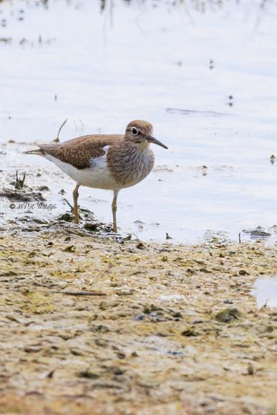 BR8A9170-Oeverloper-Common-Sandpiper-Flussuferlaufer-Chevalier-guignette-Andarrios-chico_1