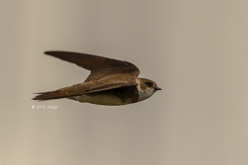 B65A5424-Oeverzwaluw-Sand-Martin-Uferschwalbe-Hirondelle-de-rivage-Avion-zapador_1