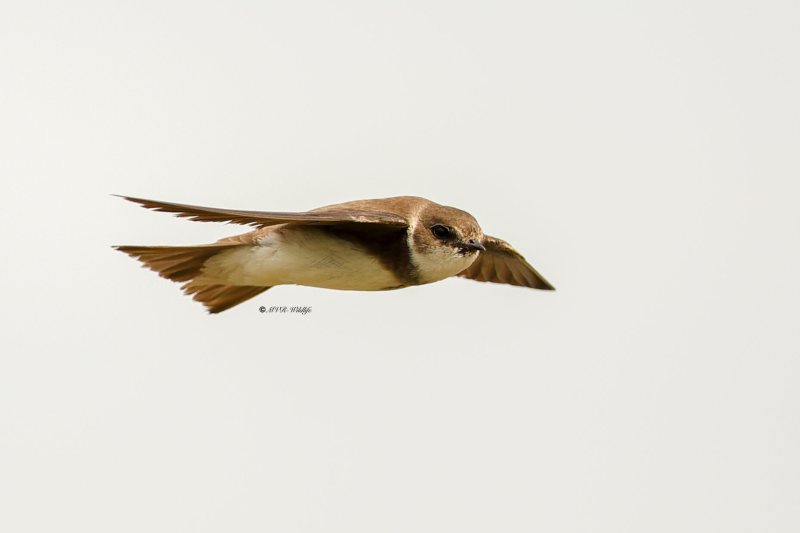 B65A5445-Oeverzwaluw-Sand-Martin-Uferschwalbe-Hirondelle-de-rivage-Avion-zapador_1