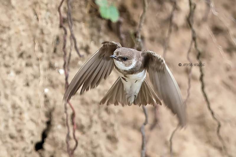B65A5506-Oeverzwaluw-Sand-Martin-Uferschwalbe-Hirondelle-de-rivage-Avion-zapador_1