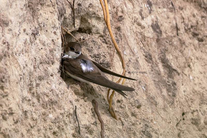 B65A5513-Oeverzwaluw-Sand-Martin-Uferschwalbe-Hirondelle-de-rivage-Avion-zapador_1