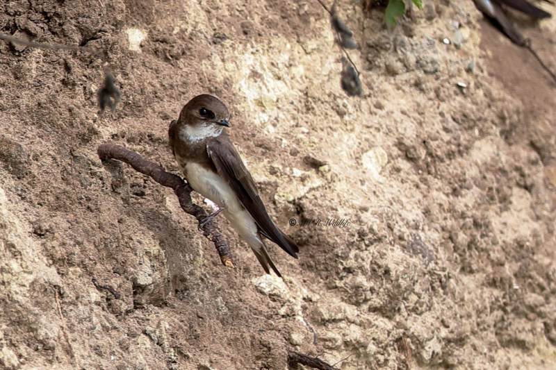 B65A5525-Oeverzwaluw-Sand-Martin-Uferschwalbe-Hirondelle-de-rivage-Avion-zapador_1