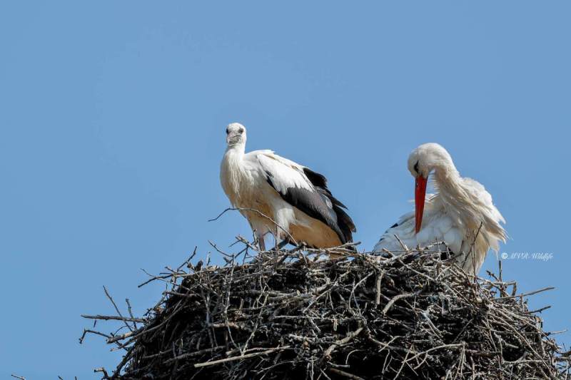 A34I0172-Ooievaar-White-Stork-White-Stork-Weissstorch-Cicogne-blanche-Ciguena-comun_1