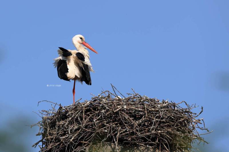 A34I0206-Ooievaar-White-Stork-White-Stork-Weissstorch-Cicogne-blanche-Ciguena-comun_1