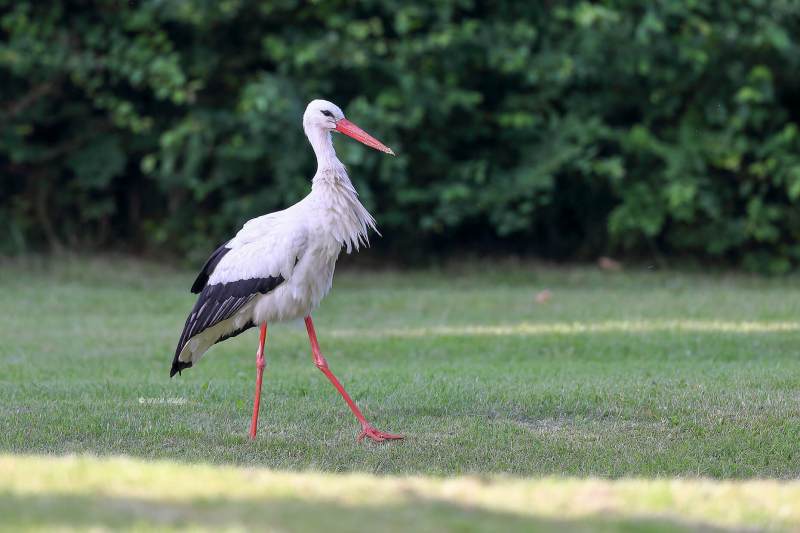 A34I0568-Ooievaar-White-Stork-White-Stork-Weissstorch-Cicogne-blanche-Ciguena-comun_1