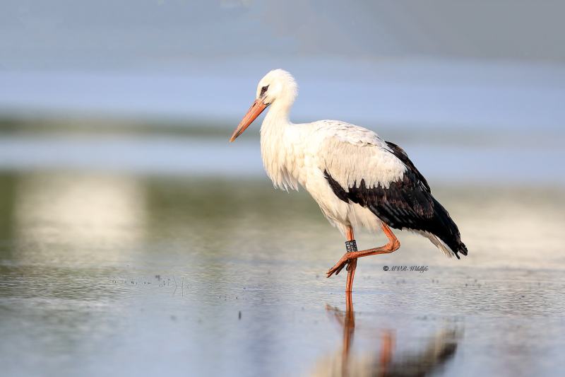B65A2032-Ooievaar-White-Stork-White-Stork-Weissstorch-Cicogne-blanche-Ciguena-comun_1