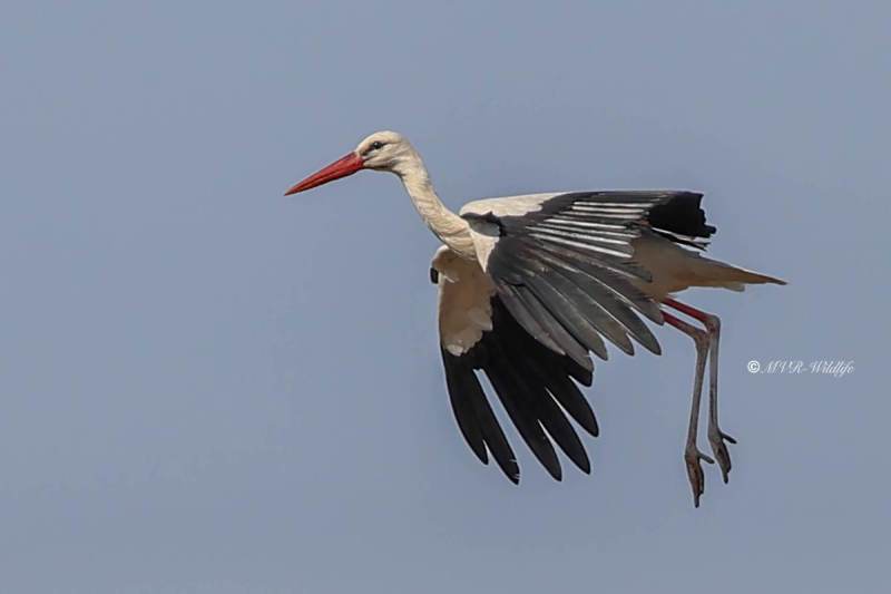 BR8A1028-Ooievaar-White-Stork-White-Stork-Weissstorch-Cicogne-blanche-Ciguena-comun_1