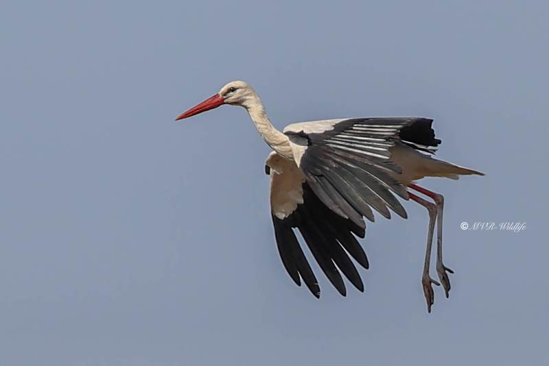 BR8A1028-Ooievaar-White-Stork-White-Stork-Weissstorch-Cicogne-blanche-Ciguena-comun_1