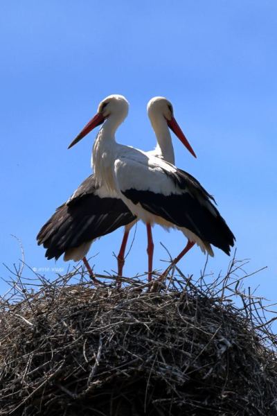 BR8A3215-Ooievaar-White-Stork-White-Stork-Weissstorch-Cicogne-blanche-Ciguena-comun_1