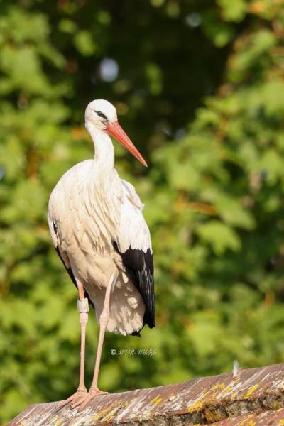 BR8A3488-Ooievaar-White-Stork-White-Stork-Weissstorch-Cicogne-blanche-Ciguena-comun_1