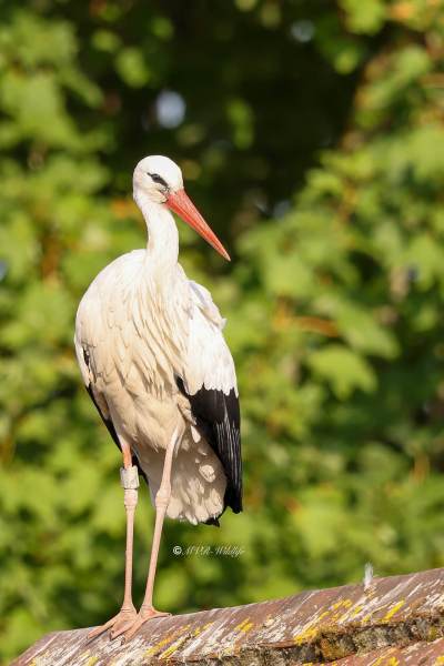 BR8A3488-Ooievaar-White-Stork-White-Stork-Weissstorch-Cicogne-blanche-Ciguena-comun_1