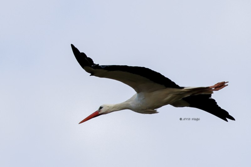 BR8A3638-Ooievaar-White-Stork-White-Stork-Weissstorch-Cicogne-blanche-Ciguena-comun_1