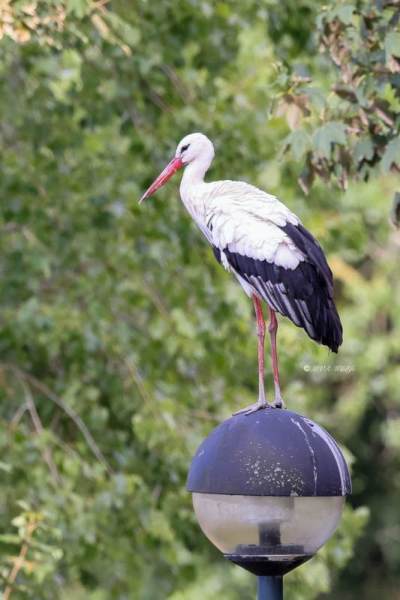 BR8A3683-Ooievaar-White-Stork-White-Stork-Weissstorch-Cicogne-blanche-Ciguena-comun_1